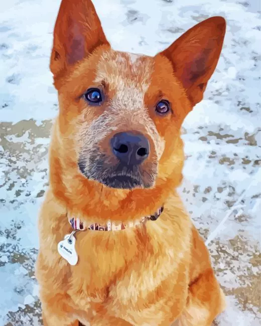 Red Heeler in snow Diamond Paintings Red Heeler In Snow Diamond Painting