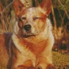 Red Heeler In Sunlight Diamond Painting