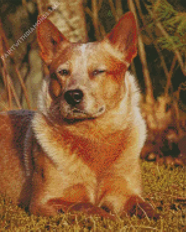 Red Heeler in sunlight Diamond Dotz Red Heeler In Sunlight Diamond Painting