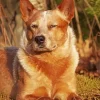 Red Heeler In Sunlight Diamond Painting