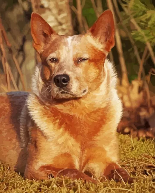 Red Heeler in sunlight Diamond Paintings Red Heeler In Sunlight Diamond Painting