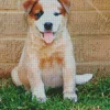 Red Heeler Puppy Diamond Painting
