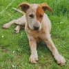 Red Heeler Sitting In Grass Diamond Painting