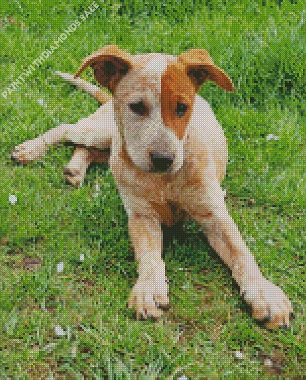 Red Heeler sitting in grass Diamond Dotz Red Heeler Sitting In Grass Diamond Painting
