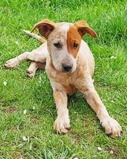 Red Heeler sitting in grass Diamond Paintings Red Heeler Sitting In Grass Diamond Painting