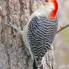 Red Bellied Woodpecker Diamond Painting