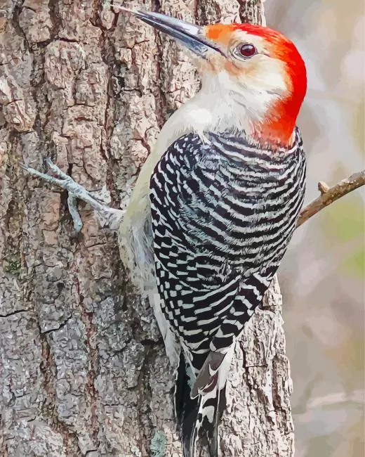 Red bellied Woodpecker Diamond Paints Red Bellied Woodpecker Diamond Painting