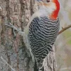 Red Bellied Woodpecker Diamond Painting