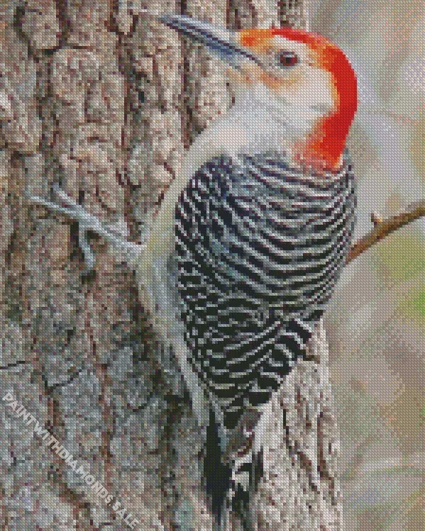 Red bellied_Woodpecker Diamond By Numbers Red Bellied Woodpecker Diamond Painting