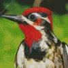 Red Breasted Sapsucker Diamond Painting