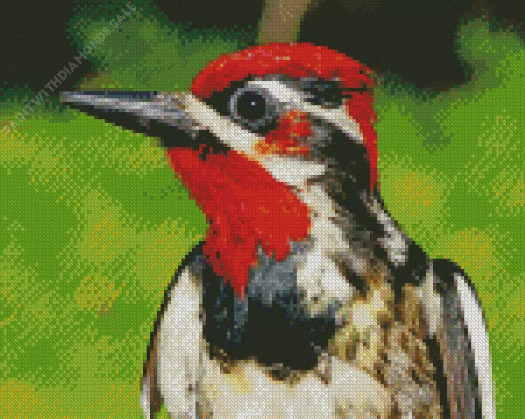 Red breasted sapsucker Diamond By Numbers Red Breasted Sapsucker Diamond Painting