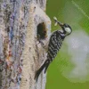Red Cockaded Woodpecker Diamond Painting
