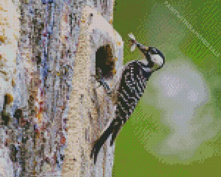 Red cockaded woodpecker Diamond By Numbers Red Cockaded Woodpecker Diamond Painting