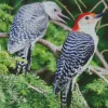 Red Crowned Woodpecker Diamond Painting