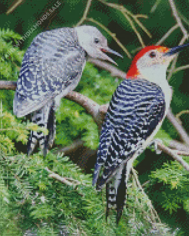 Red crowned woodpecker Diamond By Numbers Red Crowned Woodpecker Diamond Painting