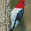 Red Headed Woodpecker Diamond Painting