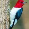 Red Headed Woodpecker Diamond Painting