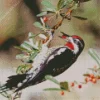 Red Naped Sapsucker Diamond Painting