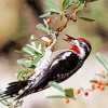 Red Naped Sapsucker Diamond Painting