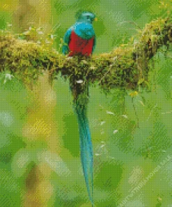 Resplendant Quetzal Blog Diamond Painting