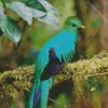 Resplendent Quetzal Bird Diamond Painting
