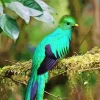 Resplendent Quetzal Bird Diamond Painting
