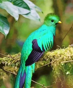 Resplendent Quetzal Bird Diamond Painting