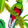 Resplendent Quetzal Bird Art Diamond Painting