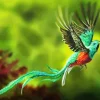 Resplendent Quetzal Bird Flying Diamond Painting