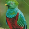 Resplendent Quetzal Diamond Painting
