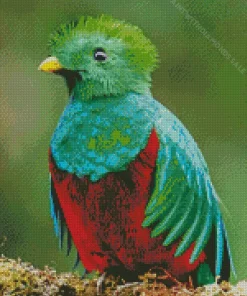 Resplendent Quetzal Diamond Painting