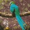 Resplendent Quetzal Diamond Painting