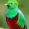 Resplendent Quetzal Diamond Painting