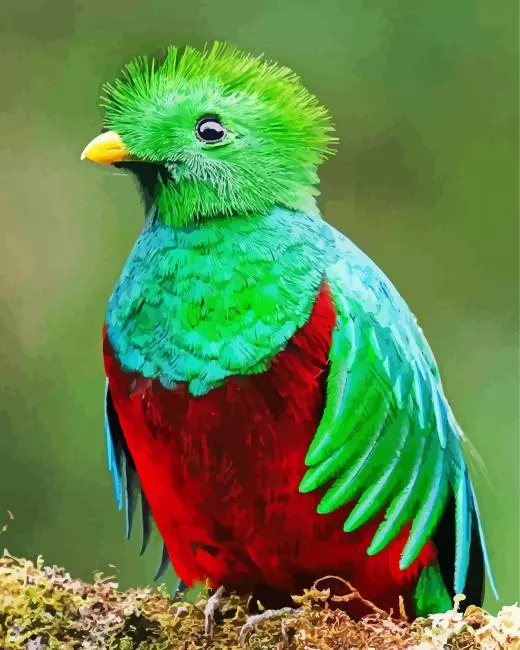 Resplendent Quetzal Diamond Paintings Resplendent Quetzal Diamond Painting