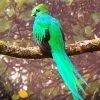 Resplendent Quetzal Diamond Painting