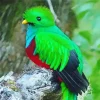 Resplendent Quetzal Close Up Diamond Painting