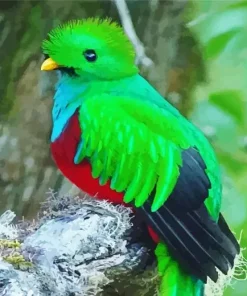Resplendent Quetzal Close Up Diamond Painting