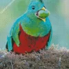 Resplendent Quetzal Eating Diamond Painting