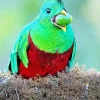 Resplendent Quetzal Eating Diamond Painting