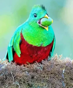 Resplendent Quetzal Eating Diamond Painting