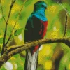 Resplendent Quetzal On A Branch Diamond Painting