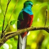 Resplendent Quetzal On A Branch Diamond Painting