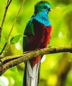 Resplendent Quetzal On A Branch Diamond Painting