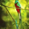 Resplendent Quetzal On A Stick Diamond Painting