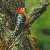 Rufous Bellied Woodpecker Diamond Painting