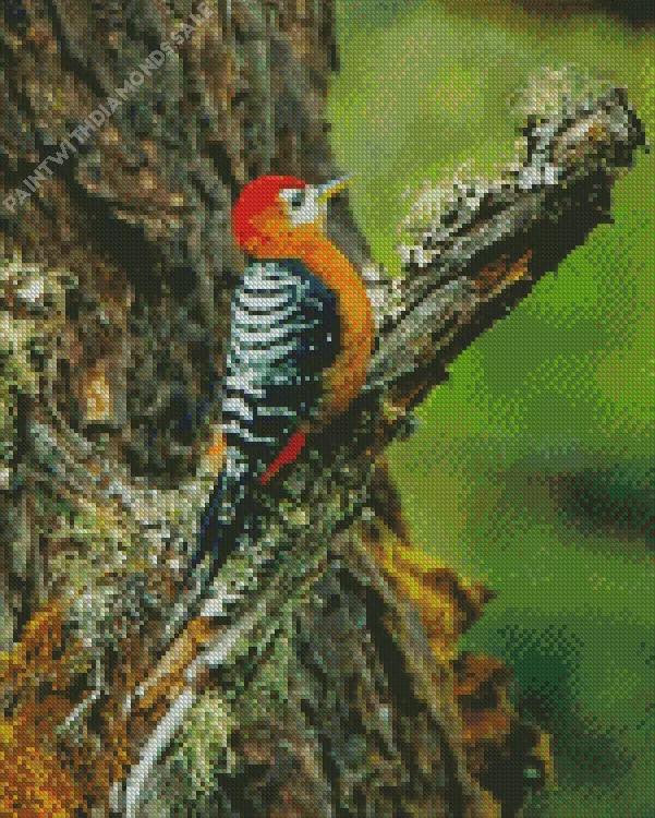 Rufous bellied woodpecker Diamond By Numbers Rufous Bellied Woodpecker Diamond Painting