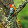Rufous Bellied Woodpecker Diamond Painting