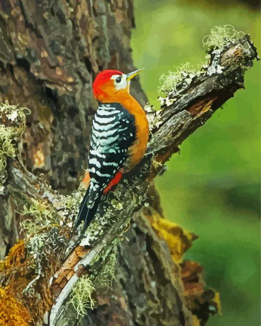 Rufous bellied woodpecker Diamond Paints Rufous Bellied Woodpecker Diamond Painting