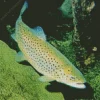 Salmo Trutta Diamond Painting