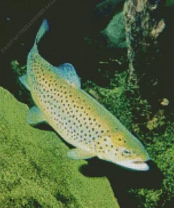 Salmo Trutta Diamond Painting